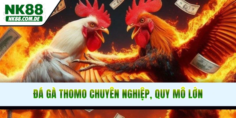 Đá gà Thomo đầy chuyên nghiệp, quy mô lớn